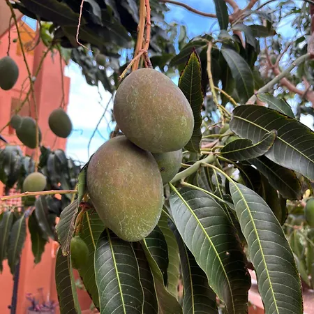 Paradise Appartamento La Tejita