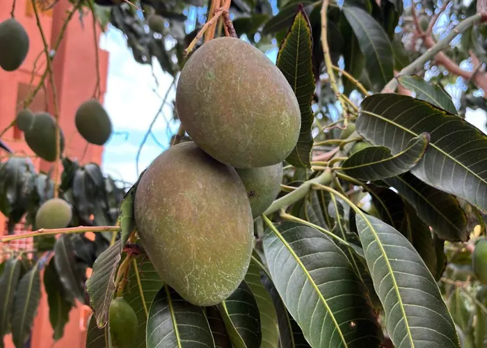 Paradise דירה La Tejita